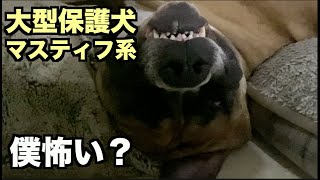 大型マスティフ系保護犬・僕可愛い？【100 102日目】