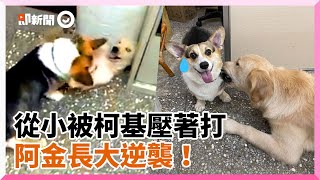 黃金獵犬從小被柯基犬「壓著打」　長大後地位逆襲｜寵物｜動物｜狗狗｜風水輪流轉｜大型犬｜小型犬｜精選影片