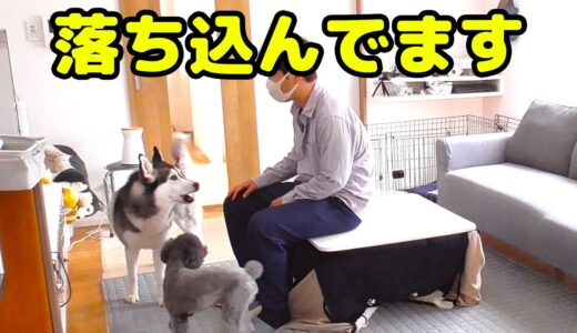 ブルブル震えて、がっかりしてます。ハスキー犬と保護犬トイプードル