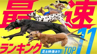 ❤️犬種最速ランキングTOP11（推定）【走る映像あり！】