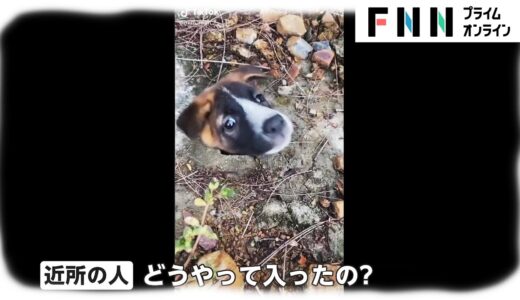 犬...穴にはまる 救出劇　住民結束 結末どうなった