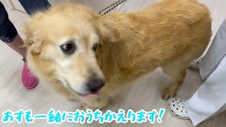 保護犬あすちゃんの避妊手術お見送り！