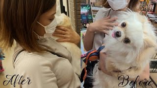 【保護犬】２つのBefore After！？【子犬】～もう一つのAfter～成果が出ました！