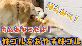 姉犬思いの妹犬！そんな妹犬ペーもちょっと面倒くさいと思ってる感がある　ゴールデンレトリバー