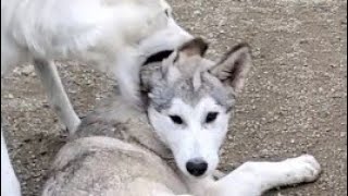 口応えして母に叩かれる 狼犬