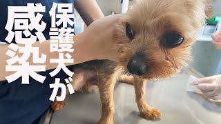 保護犬、メディカルチェックで感染が判る。。（涙）【Day8】