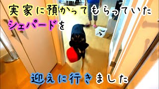 実家に預かってもらっていたシェパード犬を、迎えに行ったら負傷しました【German Shepherd】 We Picked Up My Dog At Her Grandparents' House