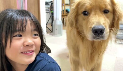 大好きな姉が小型犬と遊ぶ事に嫉妬して落ち込みながらも、ちゃっかり甘える大型犬がこちら。【ゴールデンレトリバーとミニチュアダックスフンド】