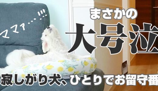 寂しがり犬の留守番を隠し撮りしたら…まさかの大号泣で飼い主も思わず号泣…【マルプー】マルチーズ×トイプードル