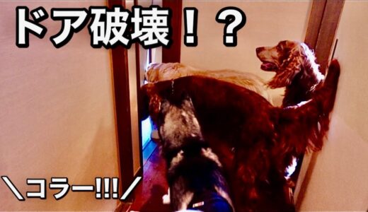 【ハプニング】大型犬4頭とペット宿に泊まった結果…