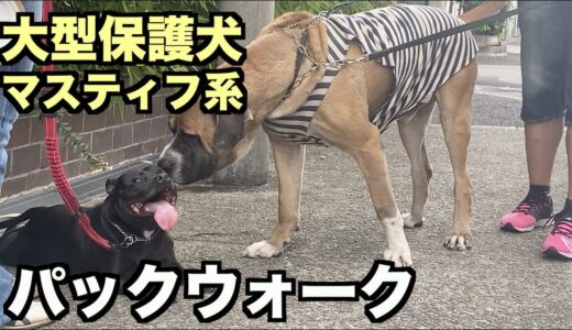 大型マスティフ系保護犬・パックウォーク！【85 86日目】