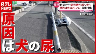 通学路の信号機が根元からポッキリ…原因は犬の“おしっこ”　三重・鈴鹿(2021年7月14日放送「news every.」より）