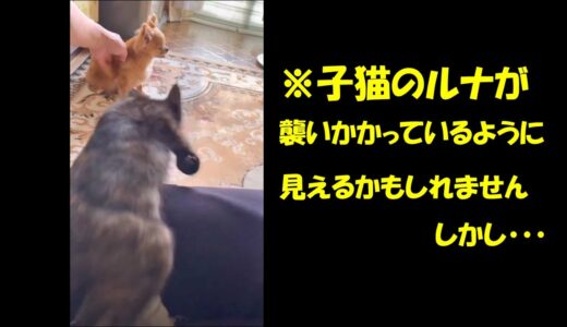 🐈‍⬛子猫を抱っこしていたら、お姉さん犬🐕が『💮１００点満点の行動』で感動🥰　Action with 100 points