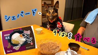 シェパード犬、初めて晩ご飯にそばを食べる【わんこのそば】【German Shepherd】 My Dog Eats SOBA Noodles For The First Time