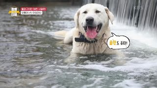 한옥집 막둥이 보름이(犬)의 시골 라이프