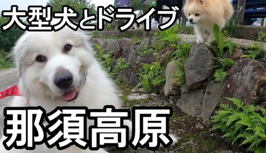 【GPラム】那須高原でお散歩しました【大型犬とドライブ】