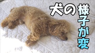 犬への愛が強すぎるパパに犬の元気がないと伝えたら…ｗ