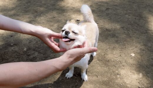 【コラボ】チワワ犬youtuberのご家族にもふられまんざらでもない表情がこちらですwww