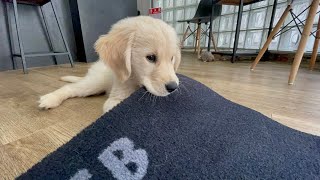 パワーアップした怪力大型犬！ゴールデンレトリバー子犬ティト。