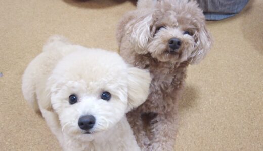 パピーテディベアになった子犬が帰ってきて大喜びする犬が可愛いかったw