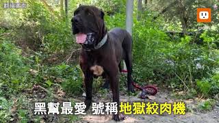 有惡犬!布袋鎮民怕怕...吹3箭 捕抓黑幫猛犬卡斯羅