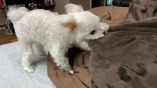 【テロップ無】我が家の怒り狂ってる犬を是非ご覧下さい…【マルチーズ】