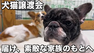 犬猫譲渡会にとよた真帆さんと参加させて頂きました。