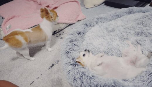 犬を多頭飼いの場合、難しいケースがこちらです😅