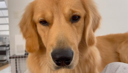 無言の圧力で訴えてくる犬