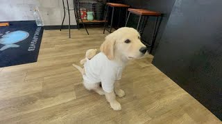 フリスビー犬に育てるか？ゴールデンレトリバーの子犬ティト