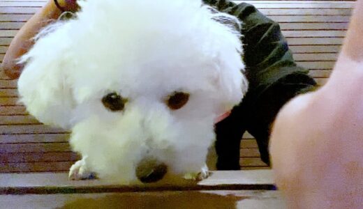 奇跡が起きてテンション上がった犬の反応が面白過ぎた