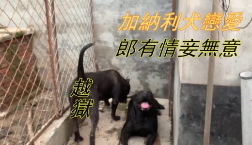 加纳利犬越狱谈恋爱，主人：成全你。母犬主动示好，能成功吗