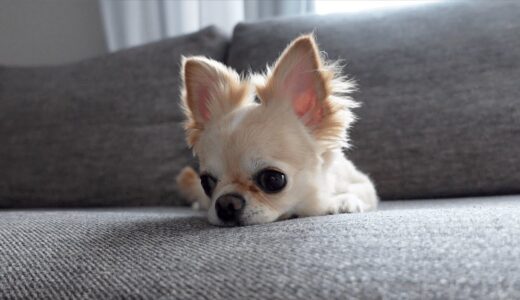 チワワ犬との再会！今日から我が家のボスになりましたwww