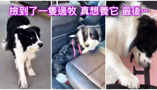 撿了隻邊牧犬 太可愛了 最後... 🐶關愛流浪狗