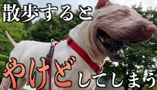 皮膚が弱すぎる犬の散歩…その大変さを伝えます。