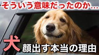 実は悲しい理由があった…犬が車から顔を出す本当の理由