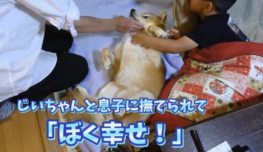 [保護犬だん君]犬は群れで生きる生き物！ともに過ごす時間を大切に！じいちゃんと息子に撫でられて幸せそうなだん君！