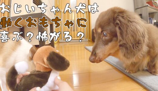 動くものが大好きなおじいちゃん犬に歩く犬のおもちゃ見せてみたw