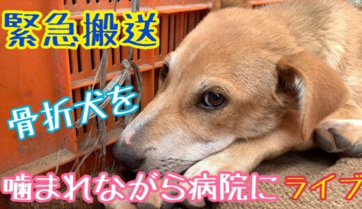 【恐怖に怯える子犬😢大型犬に噛まれて骨折した子犬を緊急搬送ライブ💨