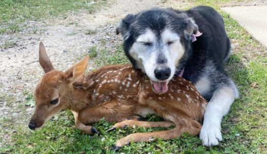 子鹿に寄り添う犬。ひとりぼっちになった野生の子鹿に寄り添う犬の優しさに心温まる【動物 感動】