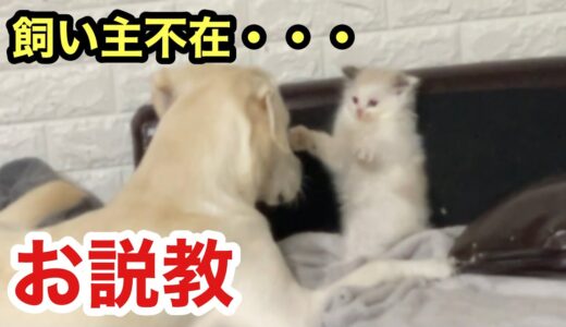 犬と子猫を隠し撮りしたら、いたずらスノーはベルに説教されてました