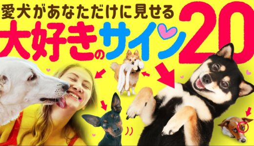 【感動】犬が飼い主に「大好き❤️」と伝えている20の愛情表現