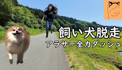 【雑談】リードの外れた犬が走り出した事件