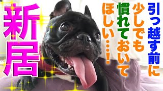 【犬の引っ越し・入居前準備】新居に慣れてもらう【ココ氏２回目の訪問】