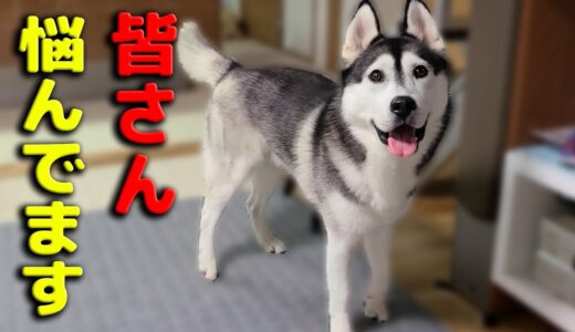 悩んで考え込んで頭が爆発しそうです。ハスキー犬と保護犬トイプードル