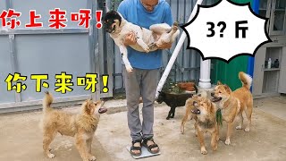 【中华田园犬保育基地】种犬幼年组体重大比拼，真假胖子立现原形