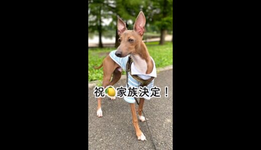 祝！譲渡決定！家族できました！おめでとう元保護犬レモン君スペシャル。【New Life, first 2 weeks】