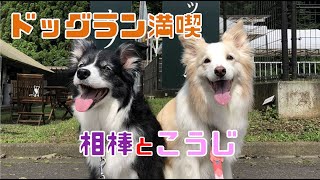 あの女優犬の2人が色んな遊びを満喫！