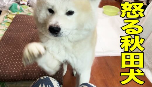 怒れる秋田犬！やはり日本犬は凄い・衝撃映像ZZZ【VLOG】