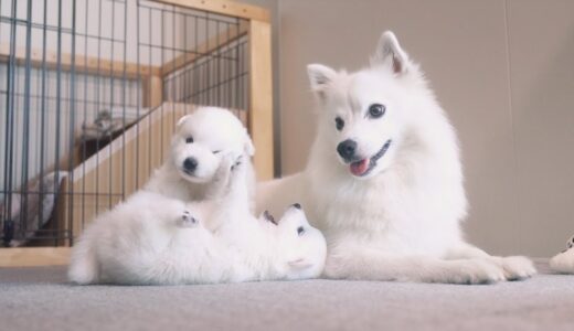 子犬が生まれました。【日本スピッツの赤ちゃん犬】